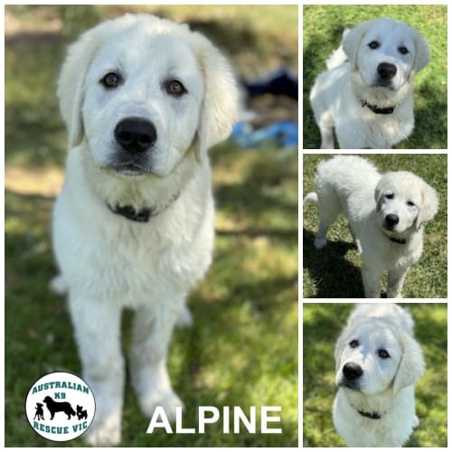  Alpine 