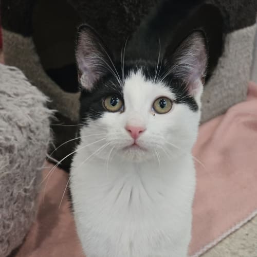 Mindi