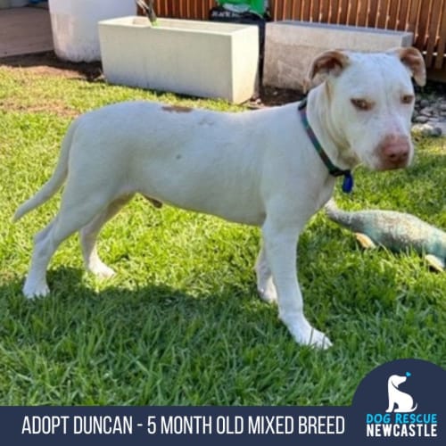 Duncan - 5 Month Old Mixed Breed (Trial)