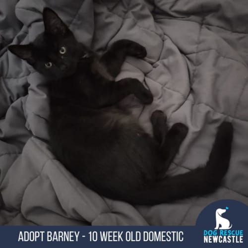 Barney - 3 Month Old Domestic Short Hair (Trial)