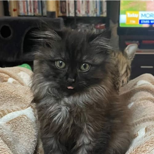 Reba ** 2nd Chance Cat Rescue**