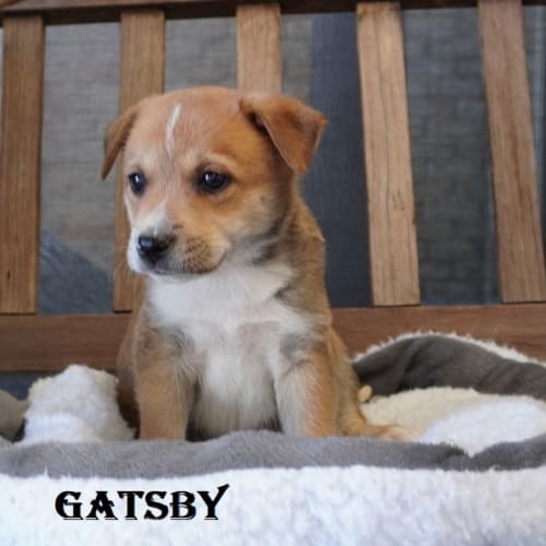 Gatzby