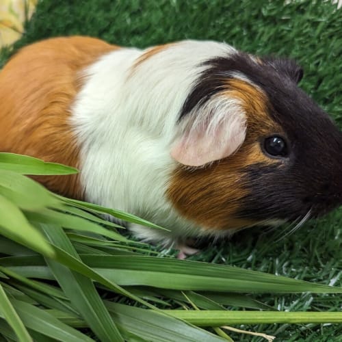 Nigel