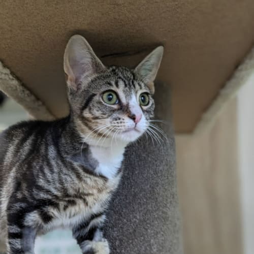 🐢 Leonardo F02660 🐢