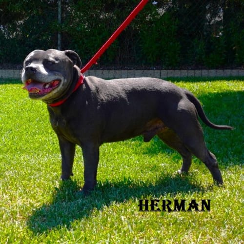 Herman