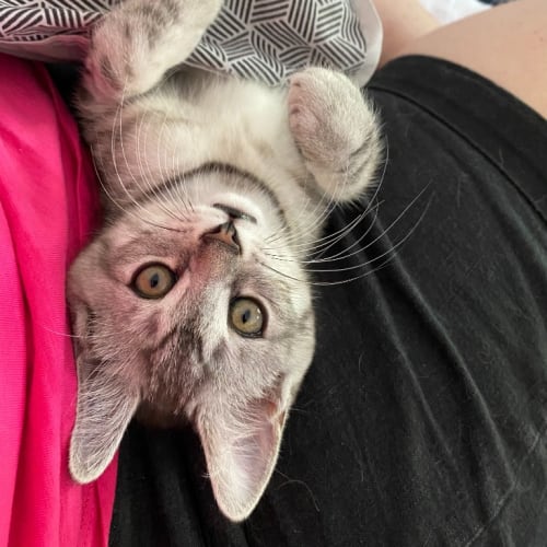 Amelia