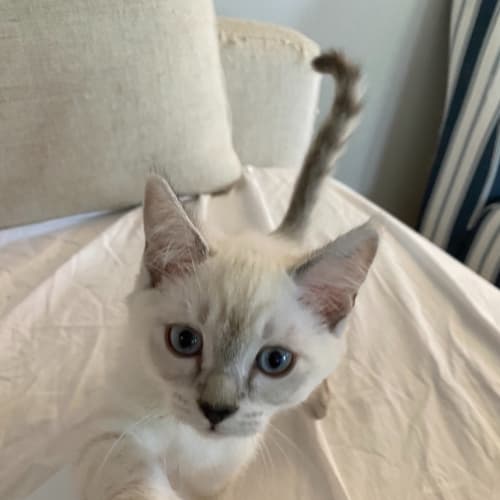 Pearl