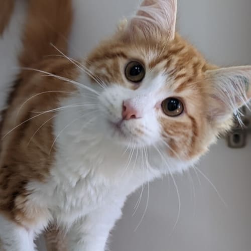 Frankie