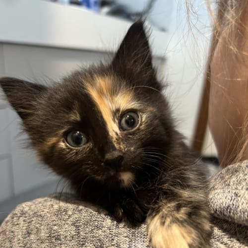 Luna