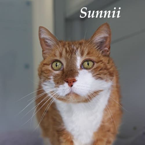 Sunnii