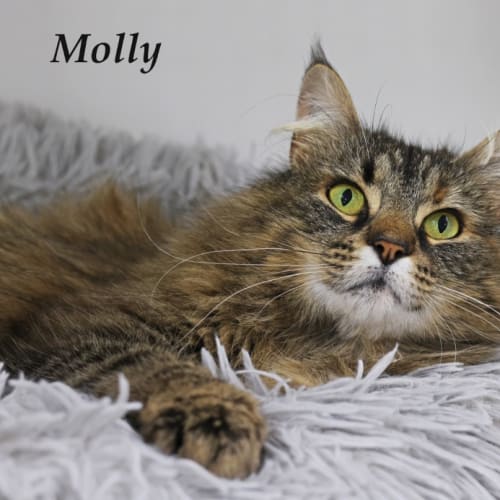 Molly