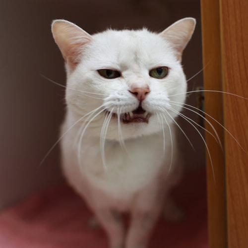 Otis