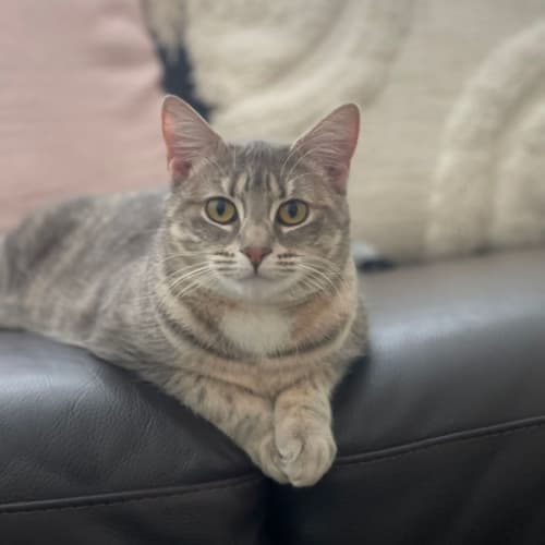 Piper