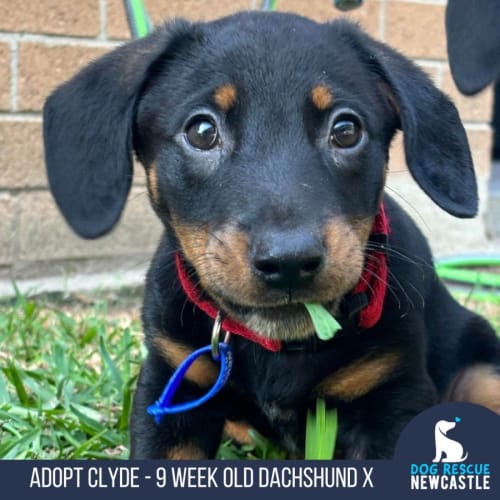 Clyde - 9 Week Old Dachshund X (Trial)