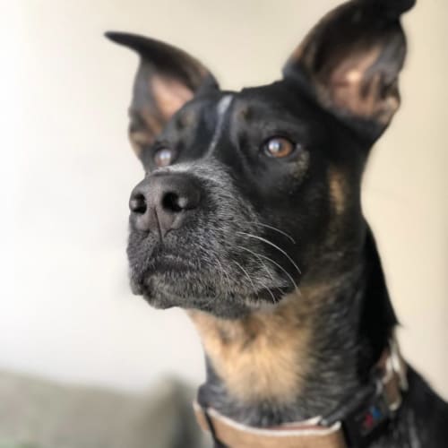 Mac - Assisted Rehome