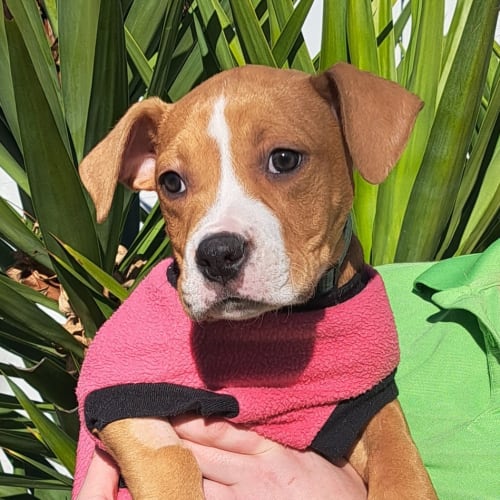 Ruby
