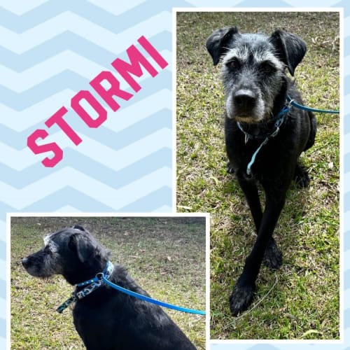 Stormi