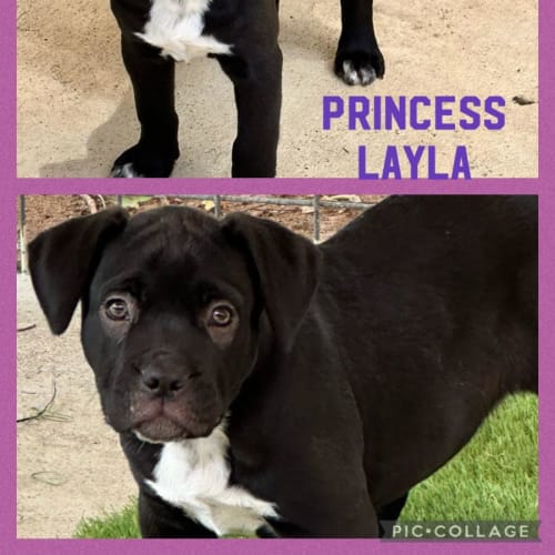 Princess Layla