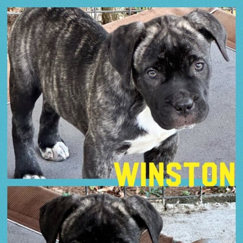 Winston