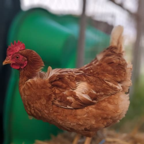 🐔 Heniorita STK144 🐔