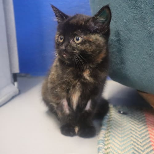 Pepper