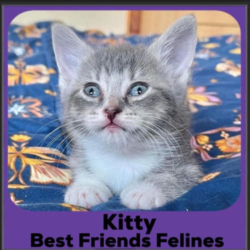 Kitty