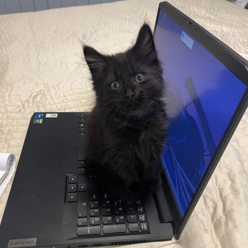 Chidi