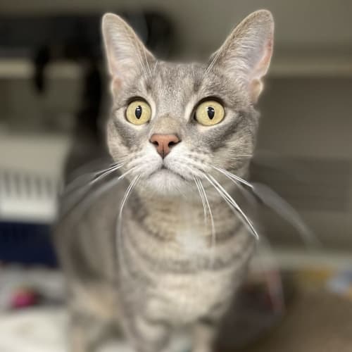 Nyx - available from Petstock Engadine