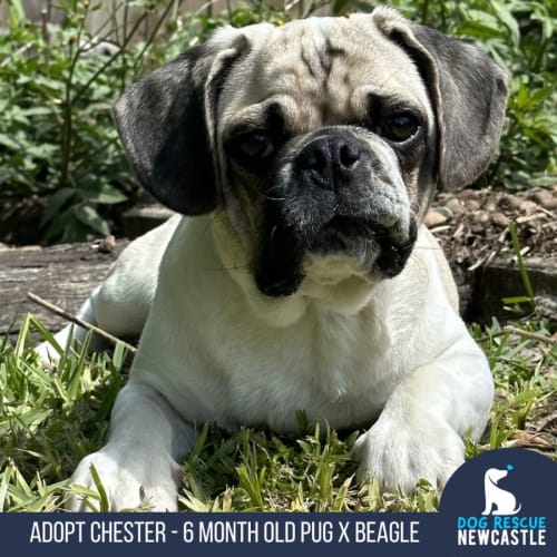 Chester - 6 Month Old Puggle (Trial)