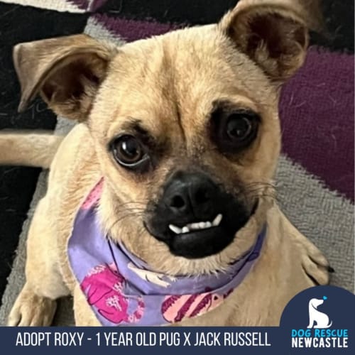 Roxy - 1 Year Old Pug X Jack Russell (Trial)