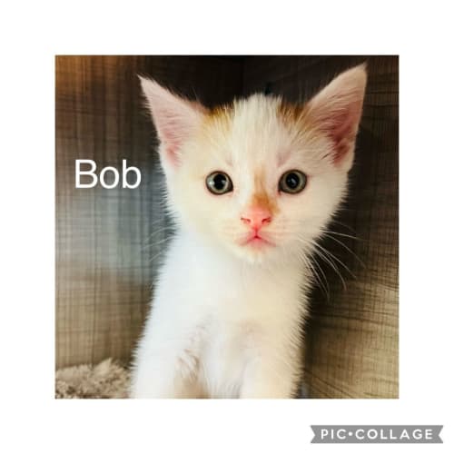 Bob