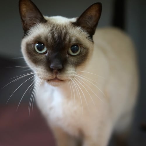 Archie