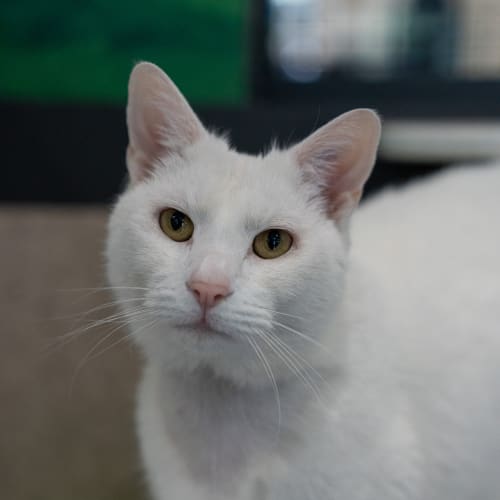 Kristoff