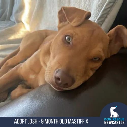 Josh - 11 Month Old Mastiff X