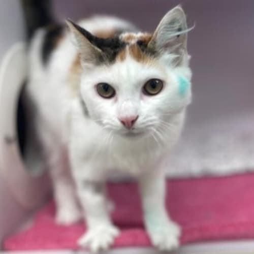 Delilah