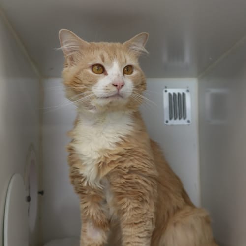 Harvey