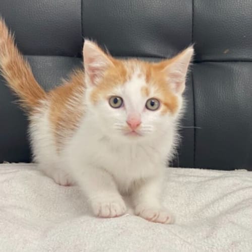 Peanut