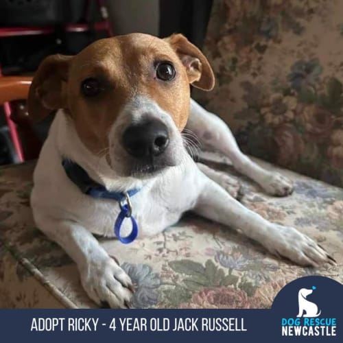 Ricky - 4 Year Old Jack Russell Terrier (Trial)