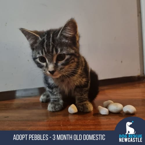 Pebbles - 3 Month Old Domestic Short Hair (Trial)