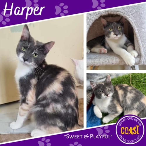 Harper