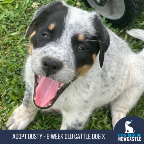 Dusty - 8 Week Old Cattle Dog X (Trial)