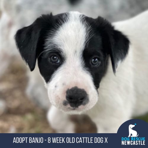 Banjo - 8 Week Old Cattle Dog X (Hold)