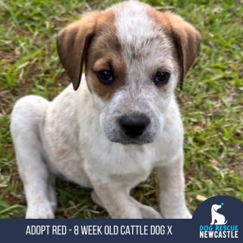 Red - 8 Week Old Cattle Dog X (Trial)