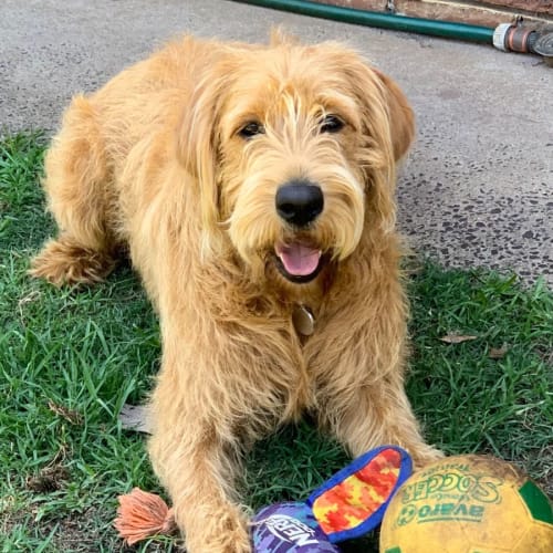 Red ❤️🐶❤️ - Assisted Rehome