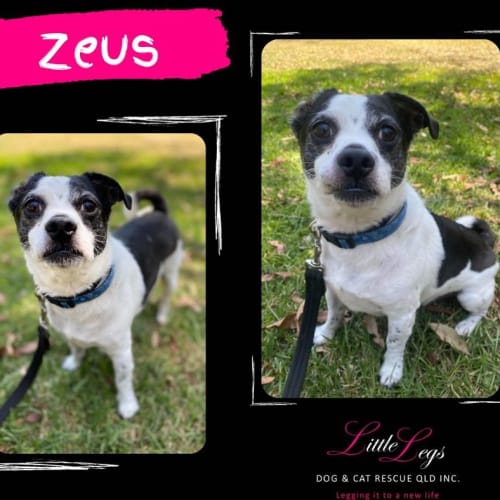 Zeus