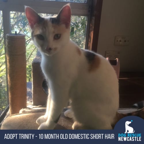 Trinity - 10 Month Old Domestic Short Hair