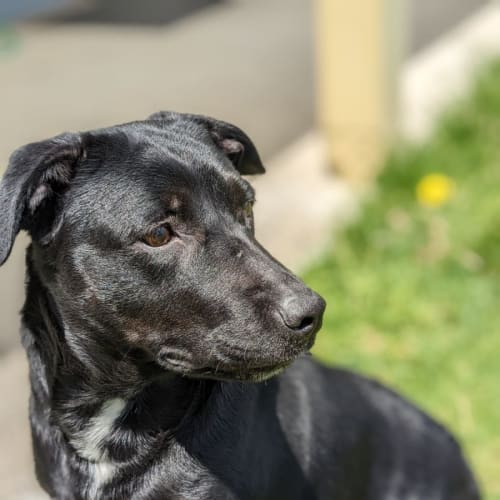 🍂 Tess C04645 🍂