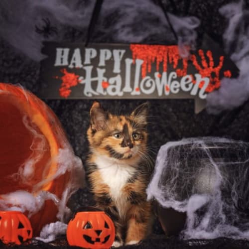 Tonka *2nd Chance Cat Rescue*