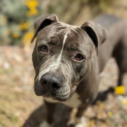 🥧 Puddin C04657 🥧