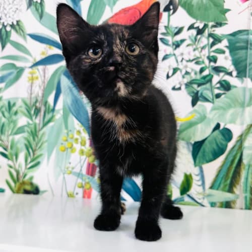 Evangeline - Located in Preston
